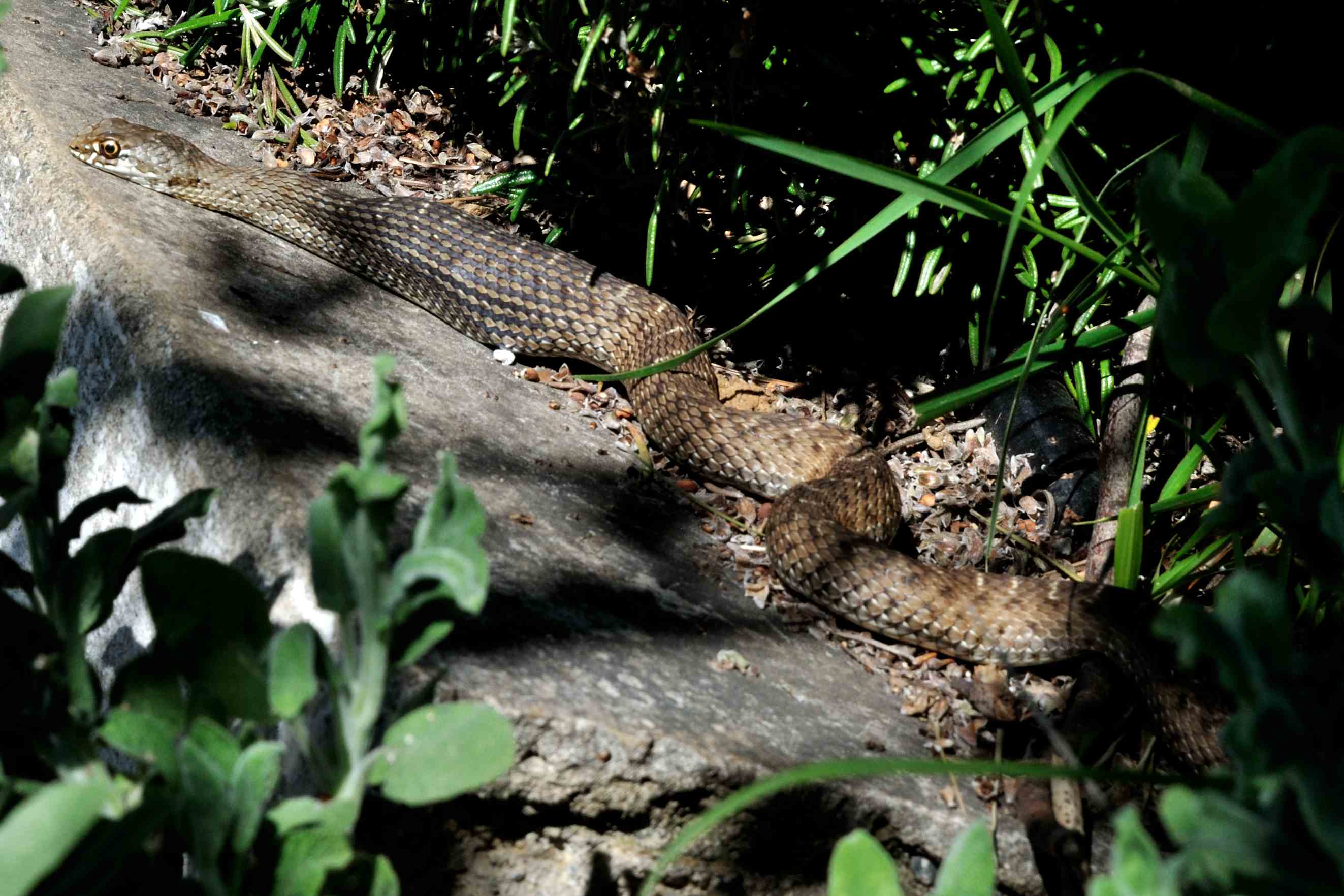 Identificazione di un serpente (Malpolon monspessulanus)