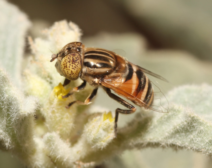 Eristalinus megacephalus ♀ e ♂ (Syrphidae)