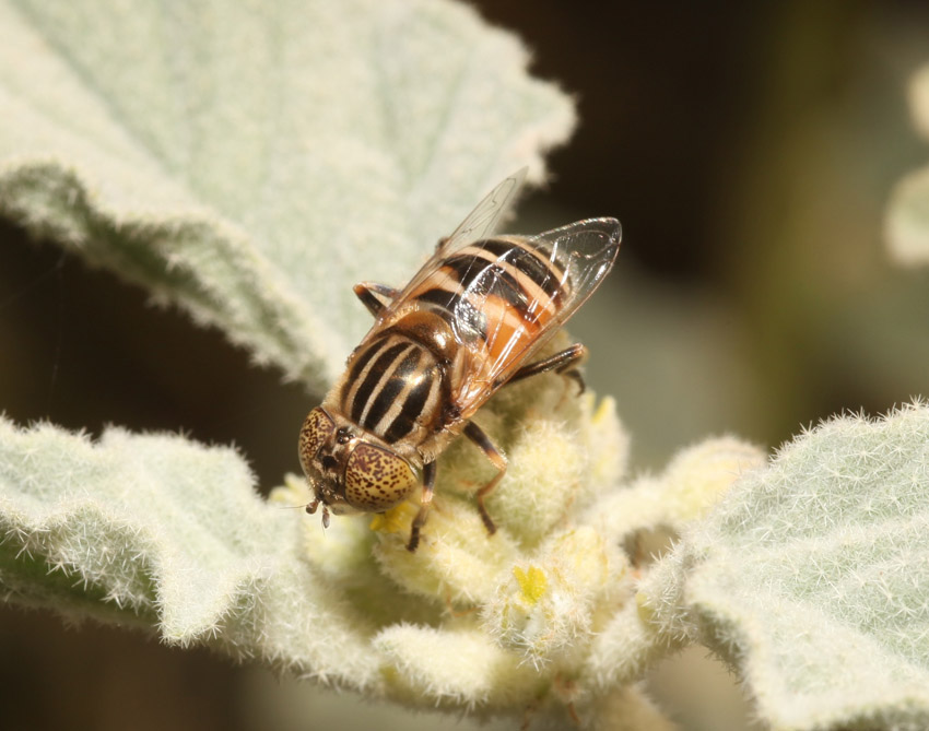 Eristalinus megacephalus ♀ e ♂ (Syrphidae)