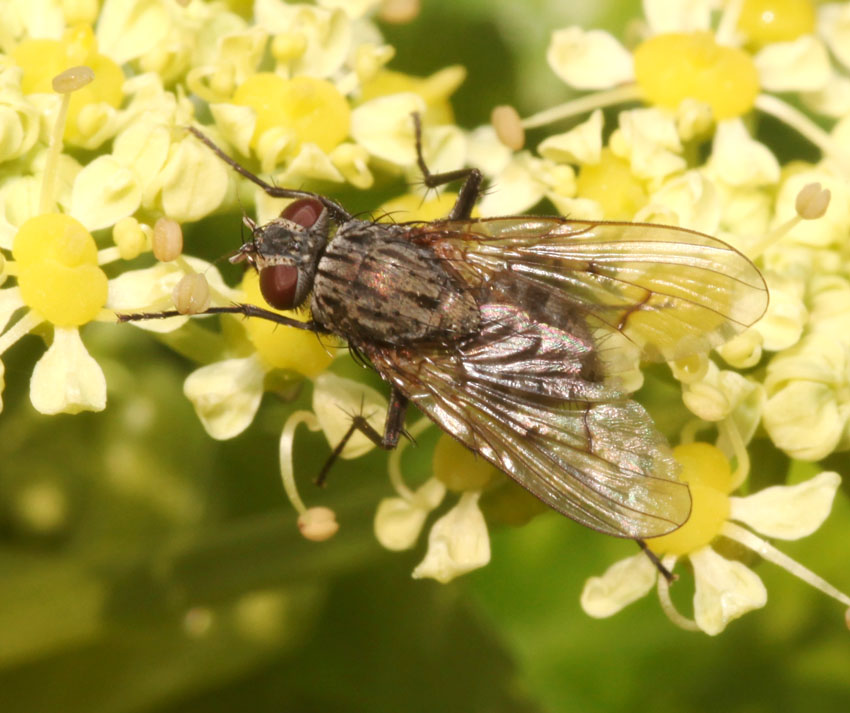 Helina evecta o annosa (Muscidae)