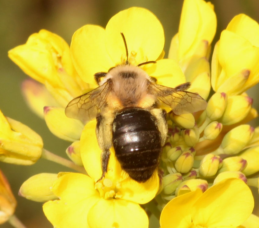 Andrena (Hyperandrena) bicolorata  (Apidae Andreninae)