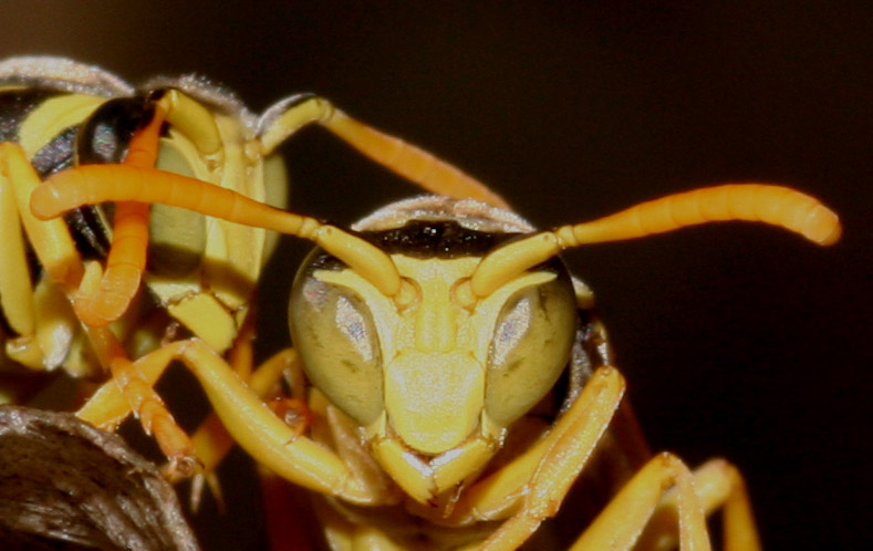 Polistes di difficile identificazione ....