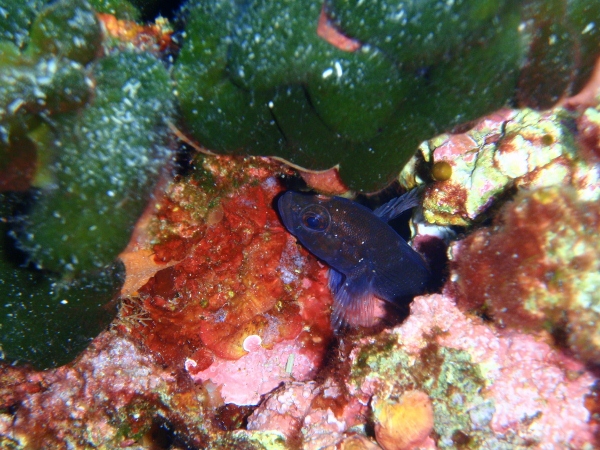 Gobius paganellus