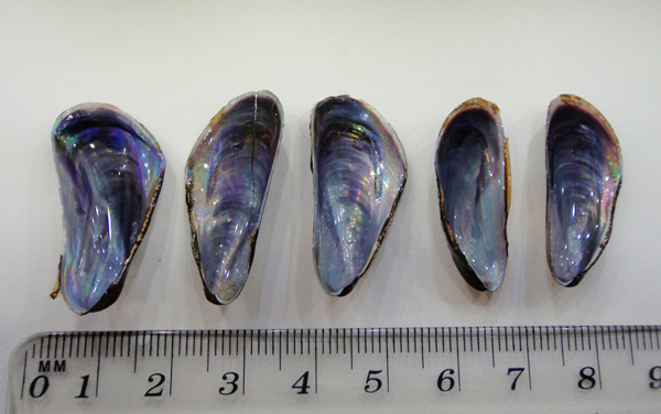 Bivalve da identificare