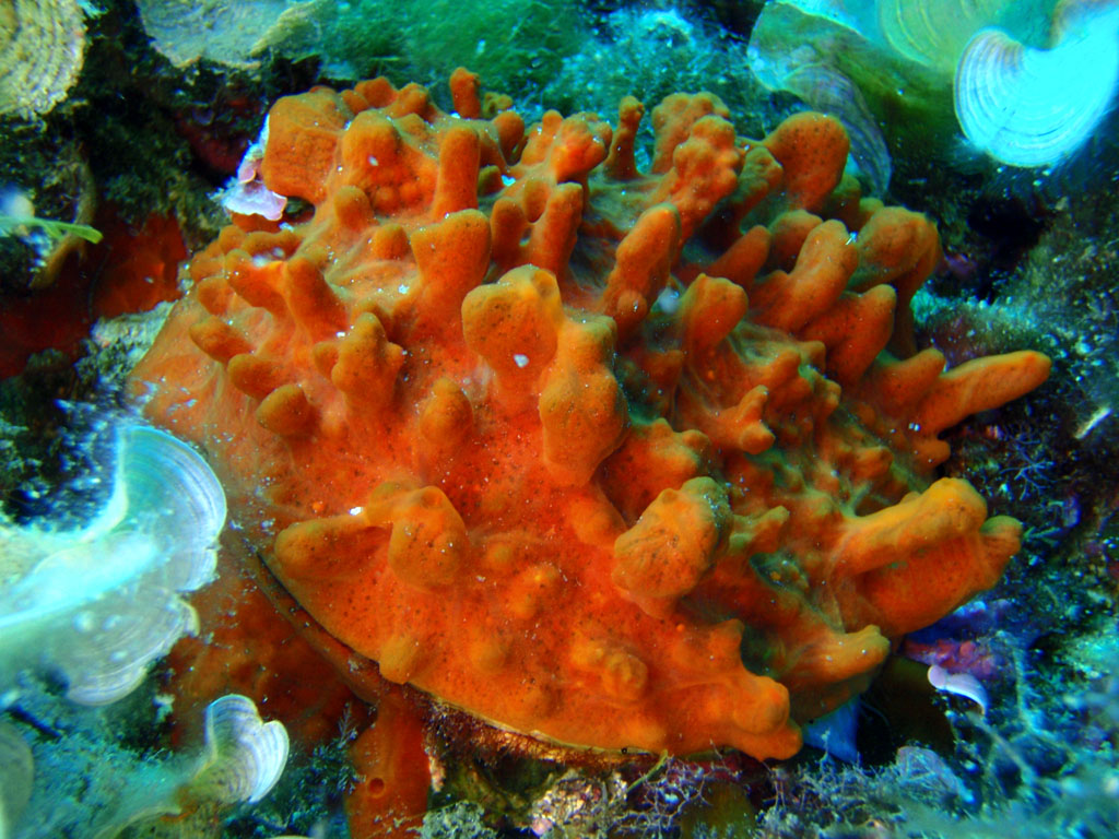 Spondylus gaederopus