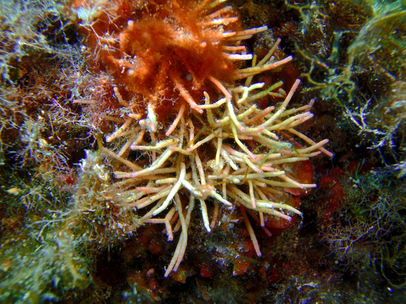 Tricleocarpa fragilis