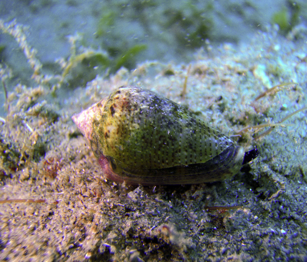 Da identificare = Conus mediterraneus