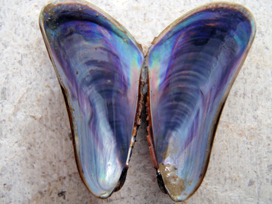 Bivalve da identificare