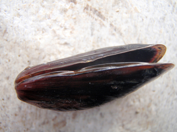 Bivalve da identificare