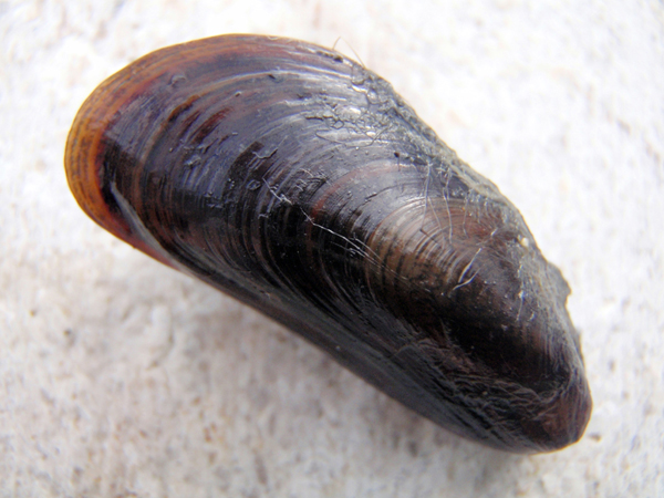 Bivalve da identificare