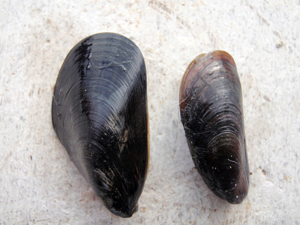 Bivalve da identificare