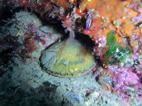 Hypselodoris villafranca