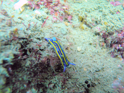 Hypselodoris villafranca