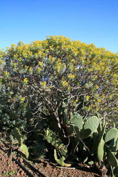 Euphorbia dendroides