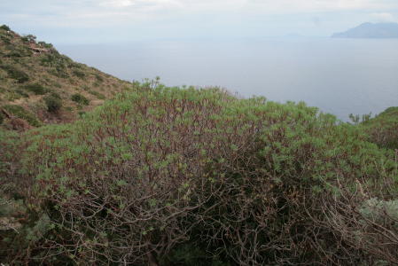 Euphorbia dendroides