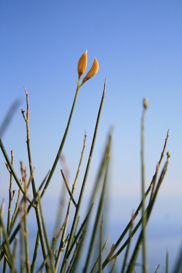 Spartium juncaeum