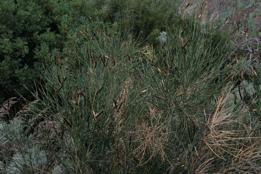 Spartium juncaeum