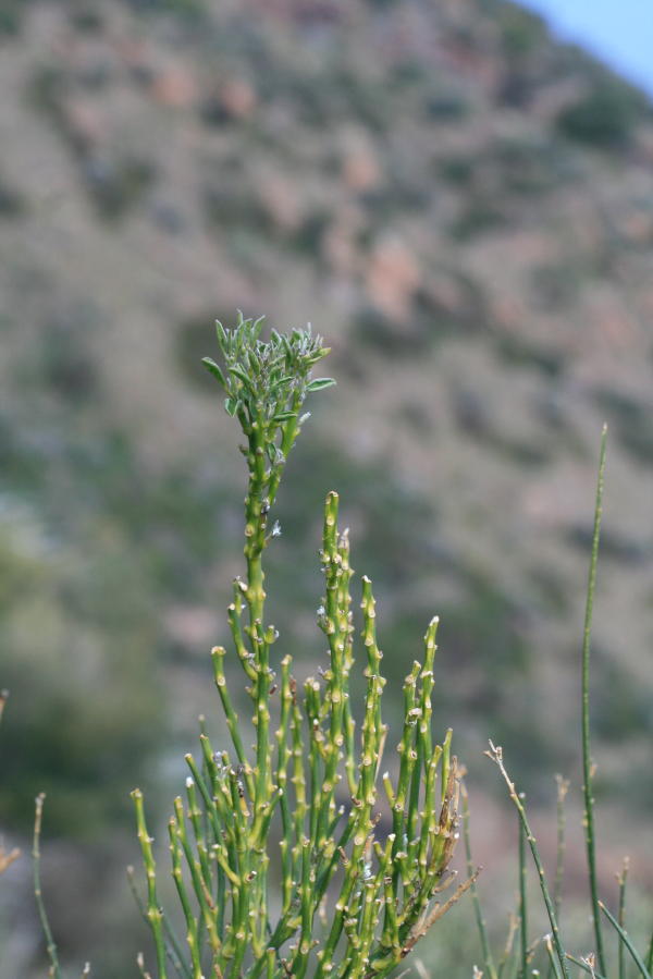 Spartium juncaeum