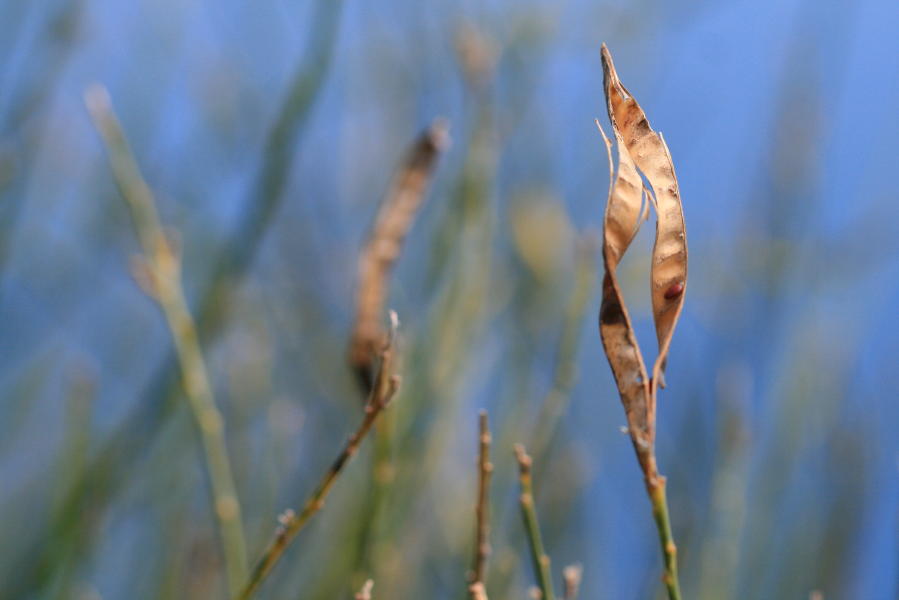 Spartium juncaeum