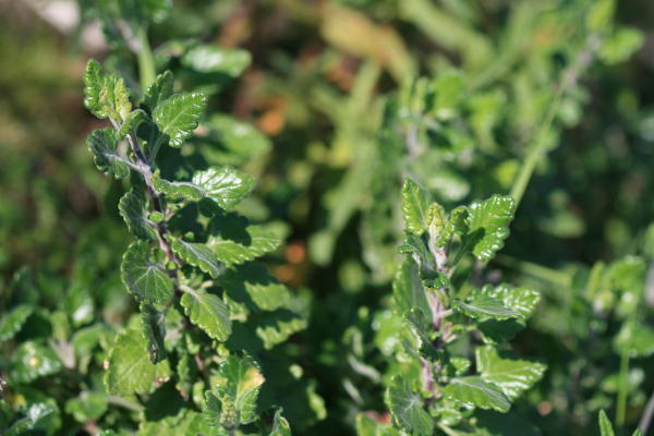 Teucrium flavum