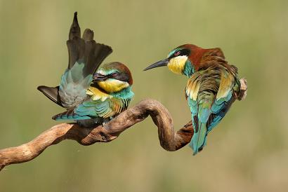 gruccioni (MEROPOS APIASTER)