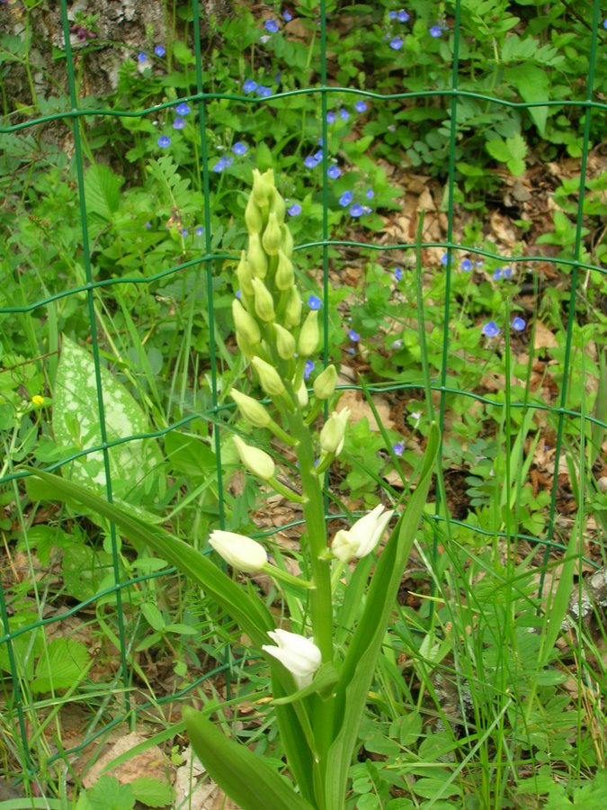 Pianta dalla val Varaita - Cephalanthera longifolia