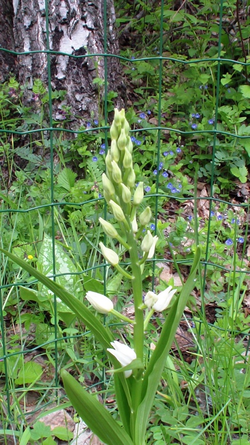 Pianta dalla val Varaita - Cephalanthera longifolia