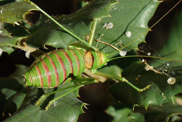 Uromenus sp.