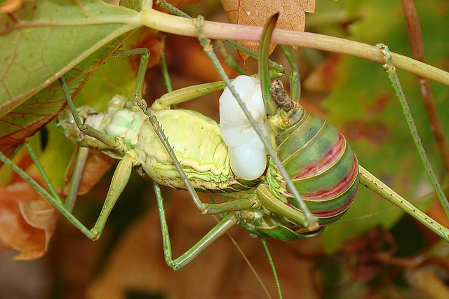 Uromenus sp.