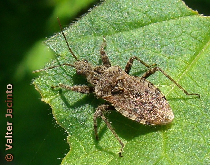 Reduviidae: Coranus griseus dell''Algarve (P)