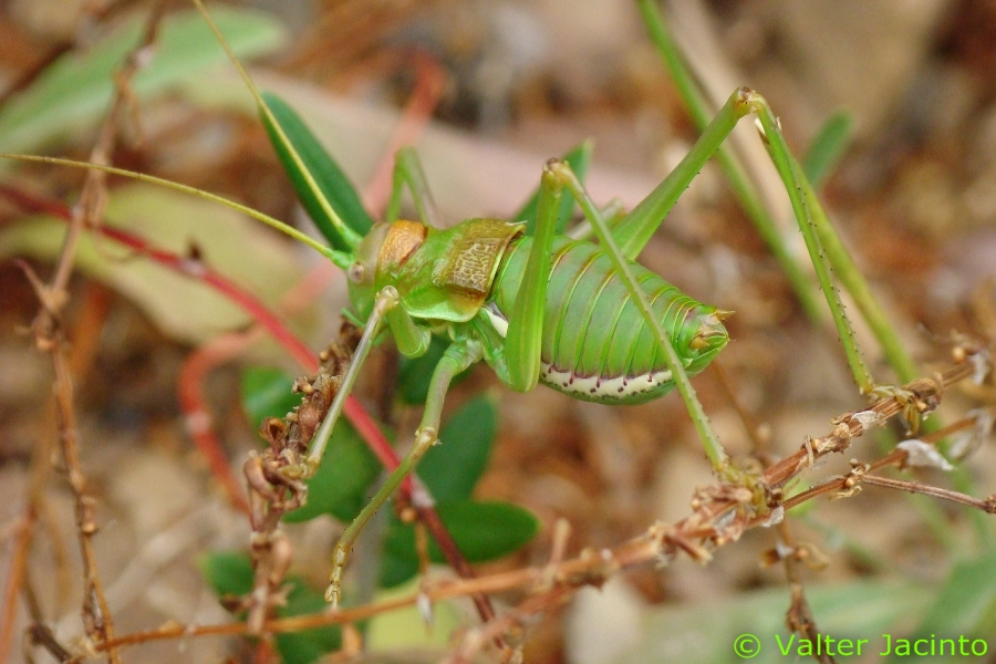 Uromenus sp.