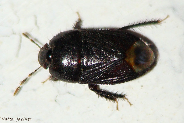 Macroscytus brunneus ?