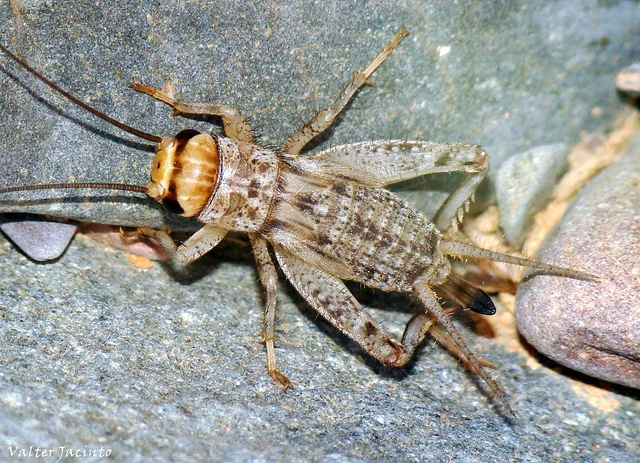 Probabile Acheta domesticus dal Portogallo