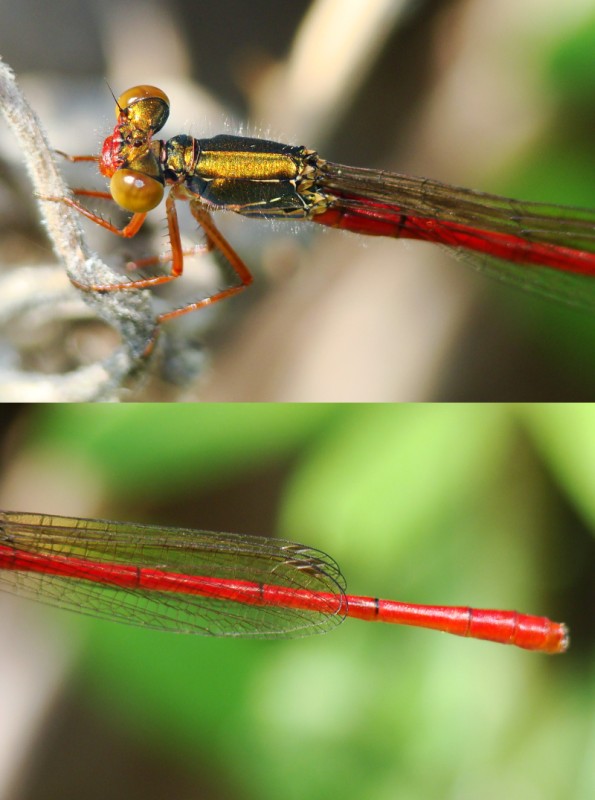 Ceriagrion tenellum ???