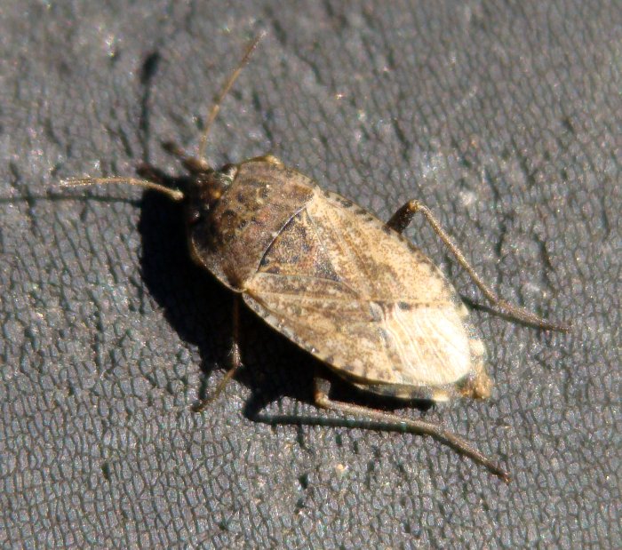 Lygaeidae: Emblethis sp. dell''Algarve (P)