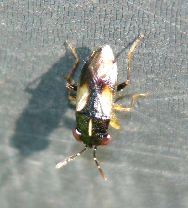 Lygaeidae: Geocoris lineola dell''Algarve (P.)