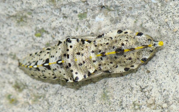 da identificare II - Pieris brassicae (pupa)