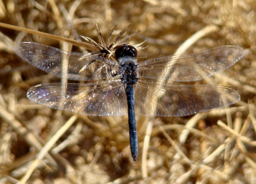 da identificare - Selysiothemis nigra - Portogallo