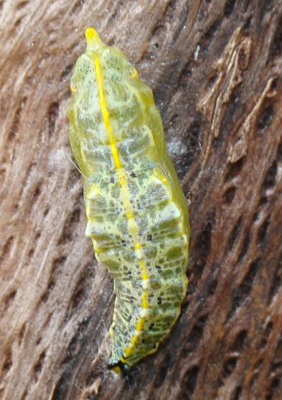 da identificare - Pupa di Pieridae