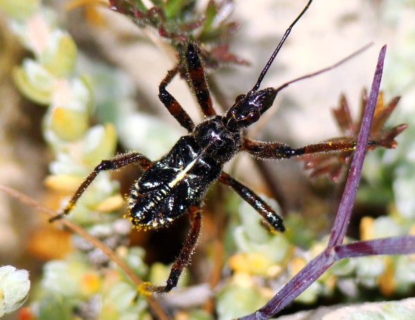 Reduviidae: Rhynocoris cuspidatus dell''Algarve (P)