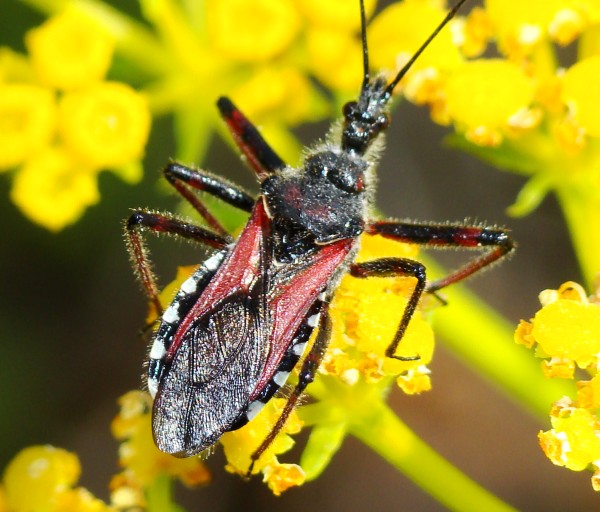 Reduviidae: Rhynocoris cuspidatus dell''Algarve (P)