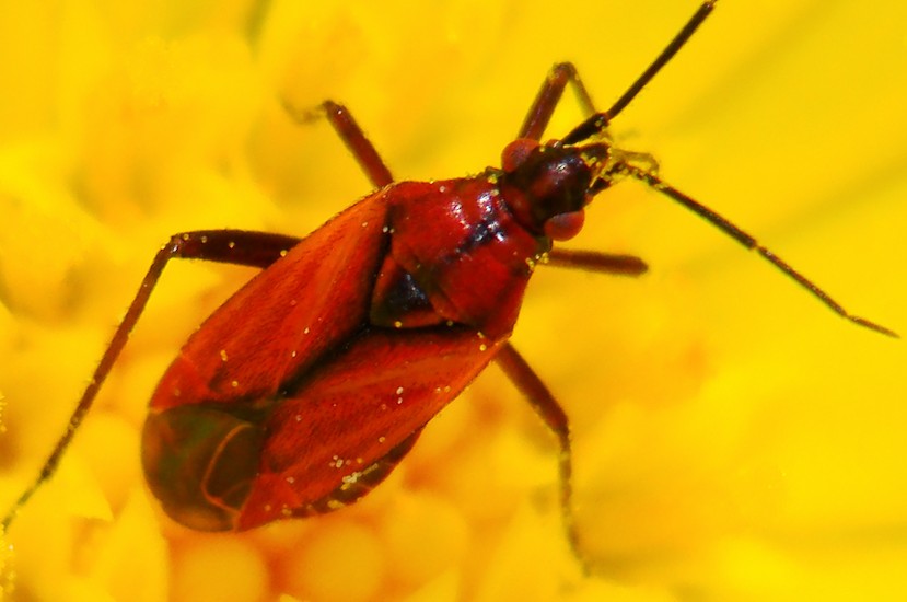 Miridae: Macrotylus nigricornis (?) del Portogallo