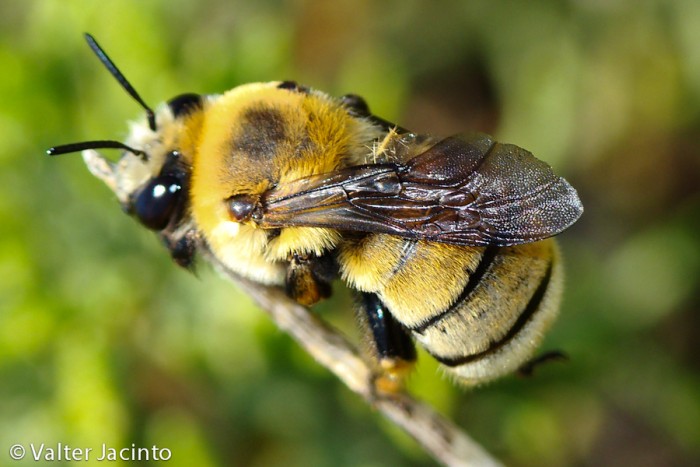 Apidae Anthophorinae non identificato