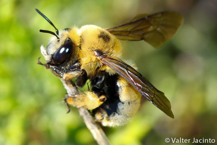 Apidae Anthophorinae non identificato