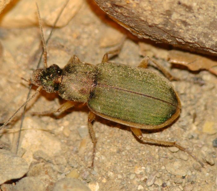 Chlaenius sp. ? Chlaeniellus olivieri