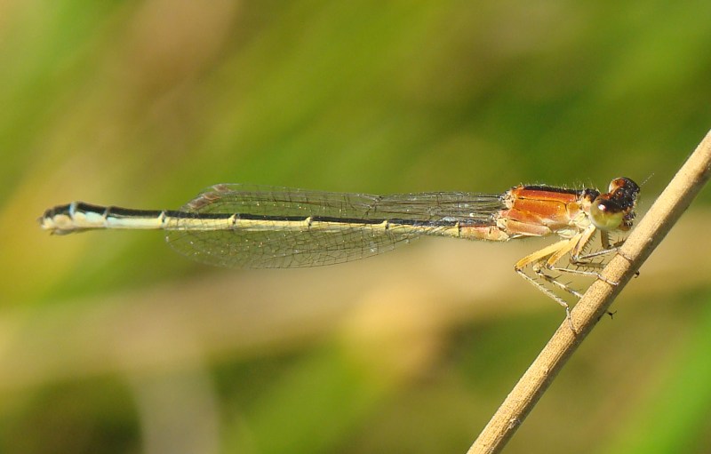 Ischnura sp.