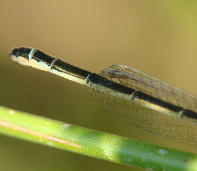 Ischnura sp.