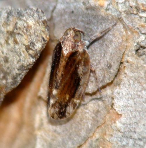 Cixiidae sp. dal Portogallo