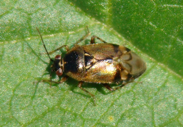 Miridae: Deraeocoris (Camptobrochis) serenus del Portogallo