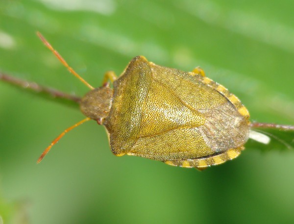 Pentatomidae - da identificare